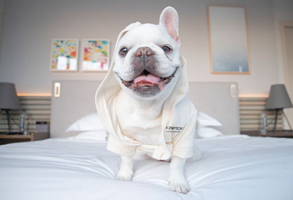 Kimpton Dog Robe