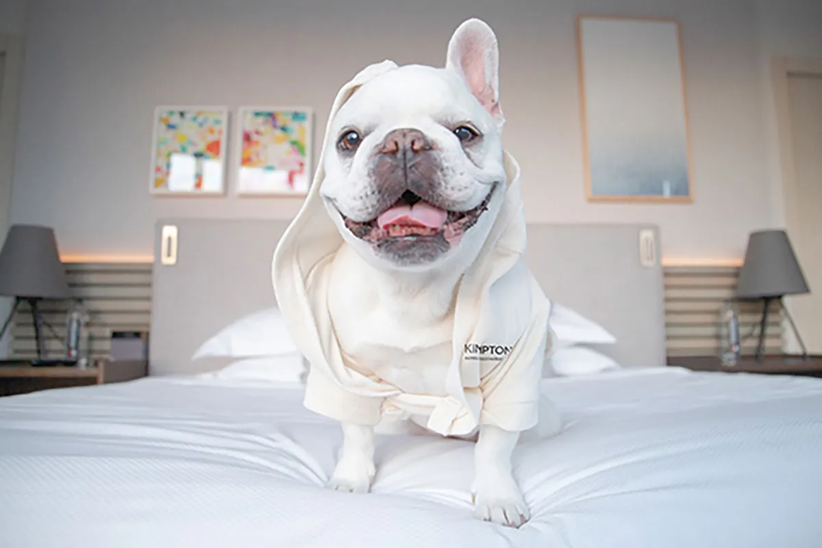 Kimpton Dog Robe