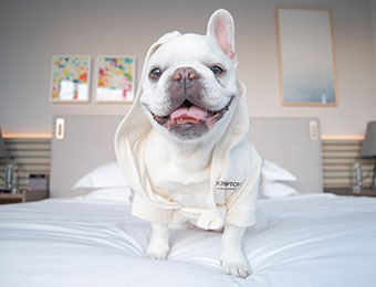 KimptonxWag! Dog Robe product